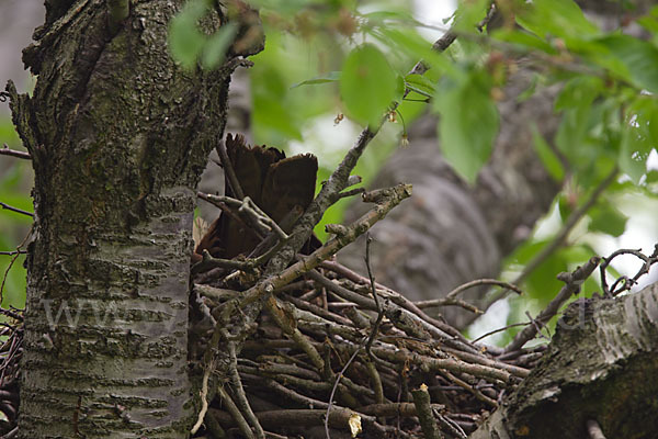 Schwarzmilan (Milvus migrans)