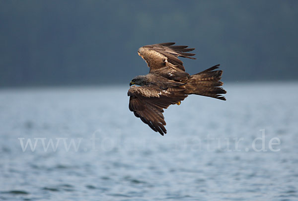 Schwarzmilan (Milvus migrans)