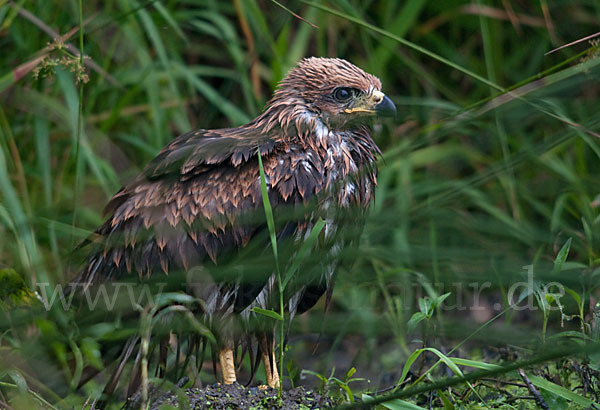 Schwarzmilan (Milvus migrans)