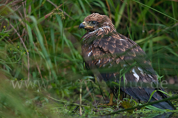 Schwarzmilan (Milvus migrans)