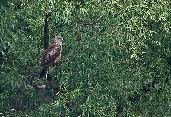 Schwarzmilan (Milvus migrans)