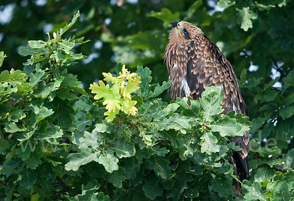 Schwarzmilan (Milvus migrans)