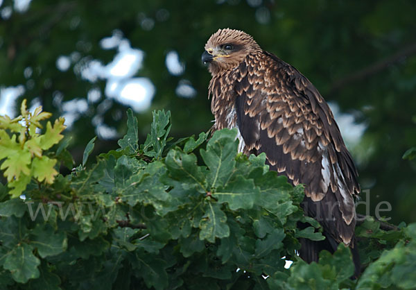 Schwarzmilan (Milvus migrans)