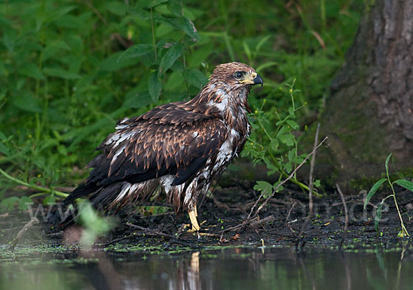 Schwarzmilan (Milvus migrans)