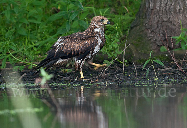 Schwarzmilan (Milvus migrans)