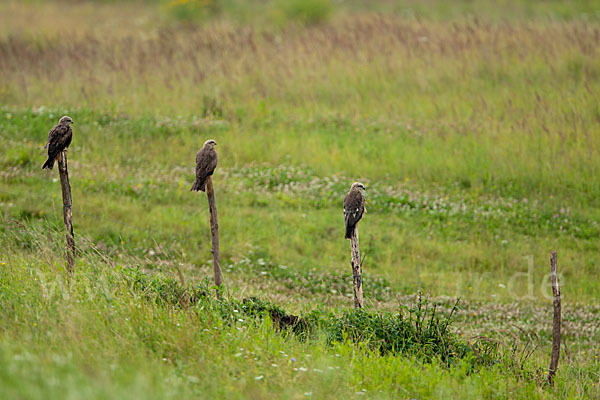 Schwarzmilan (Milvus migrans)