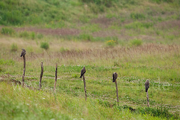 Schwarzmilan (Milvus migrans)