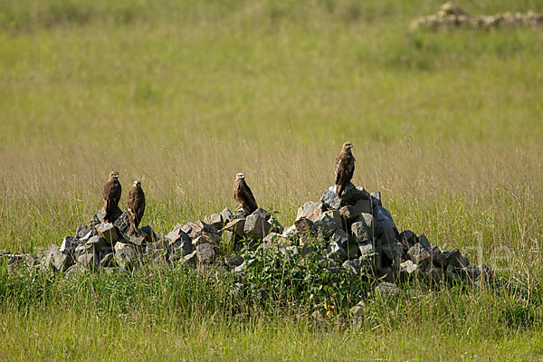 Schwarzmilan (Milvus migrans)