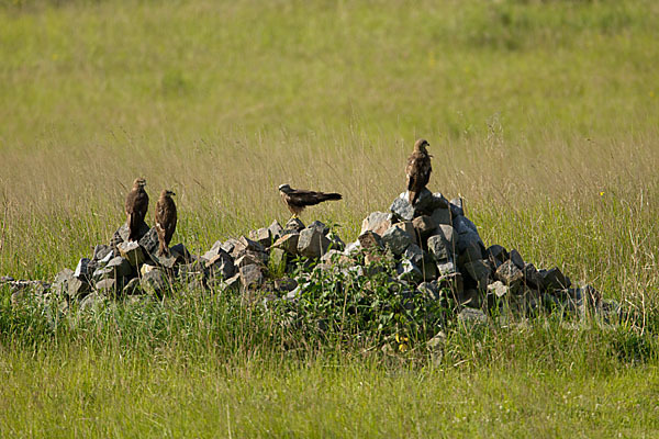 Schwarzmilan (Milvus migrans)