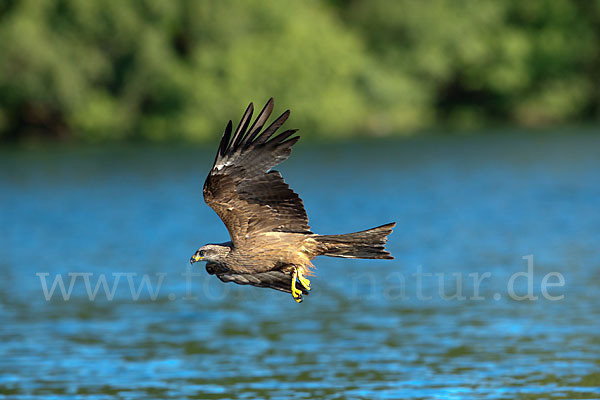 Schwarzmilan (Milvus migrans)