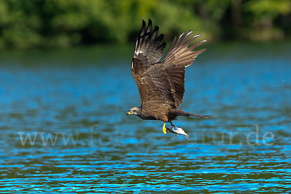 Schwarzmilan (Milvus migrans)