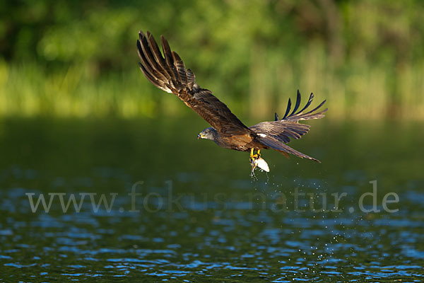 Schwarzmilan (Milvus migrans)