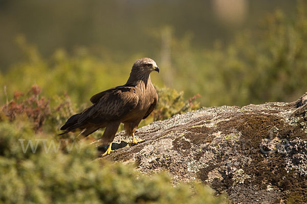 Schwarzmilan (Milvus migrans)