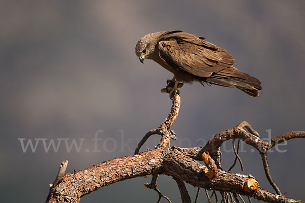 Schwarzmilan (Milvus migrans)