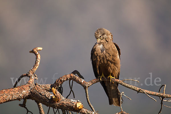 Schwarzmilan (Milvus migrans)