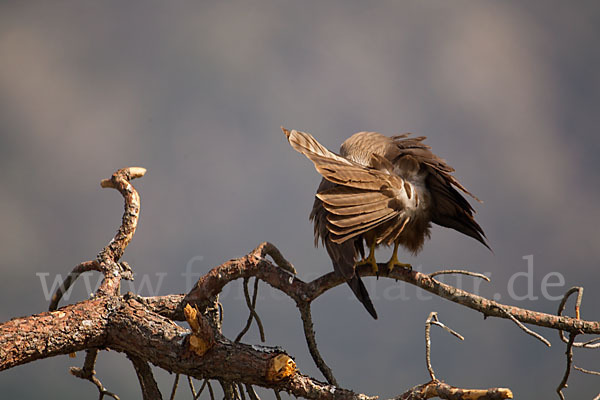 Schwarzmilan (Milvus migrans)