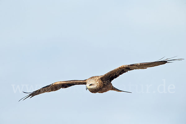 Schwarzmilan (Milvus migrans)