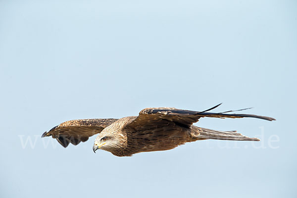 Schwarzmilan (Milvus migrans)