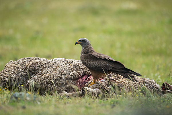 Schwarzmilan (Milvus migrans)