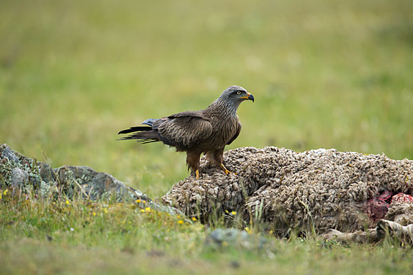 Schwarzmilan (Milvus migrans)