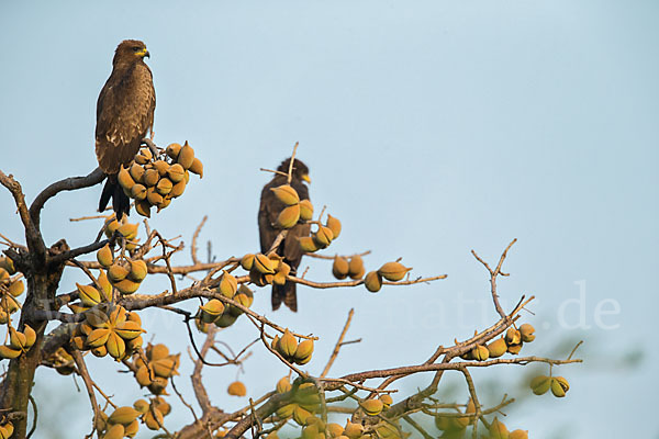 Schwarzmilan (Milvus migrans)