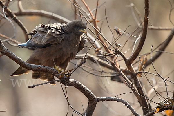 Schwarzmilan (Milvus migrans)