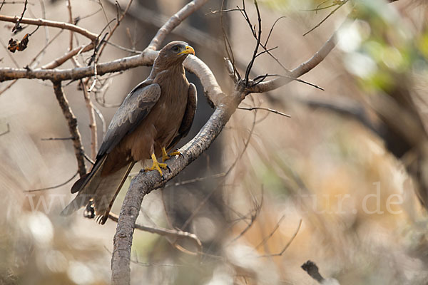 Schwarzmilan (Milvus migrans)