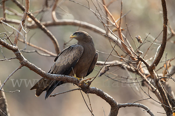 Schwarzmilan (Milvus migrans)