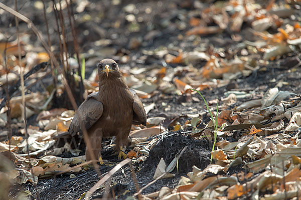 Schwarzmilan (Milvus migrans)