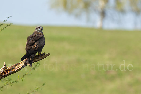 Schwarzmilan (Milvus migrans)