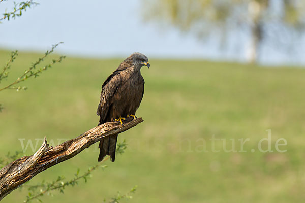 Schwarzmilan (Milvus migrans)