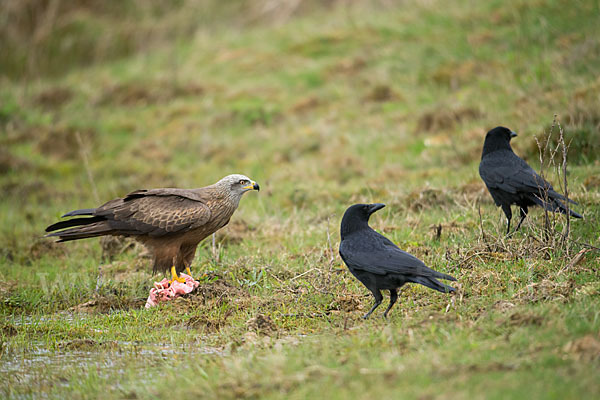 Schwarzmilan (Milvus migrans)