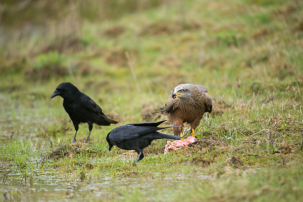 Schwarzmilan (Milvus migrans)