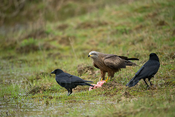 Schwarzmilan (Milvus migrans)