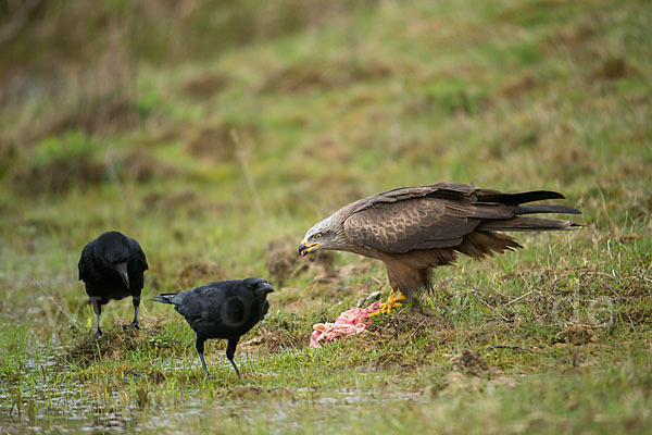 Schwarzmilan (Milvus migrans)