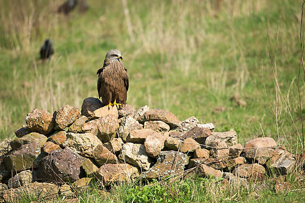 Schwarzmilan (Milvus migrans)