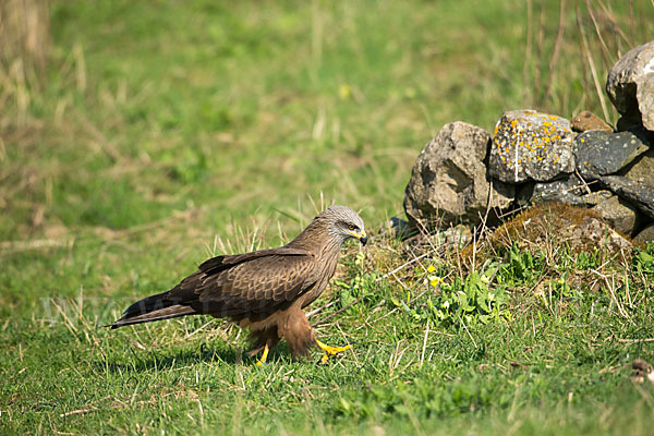 Schwarzmilan (Milvus migrans)