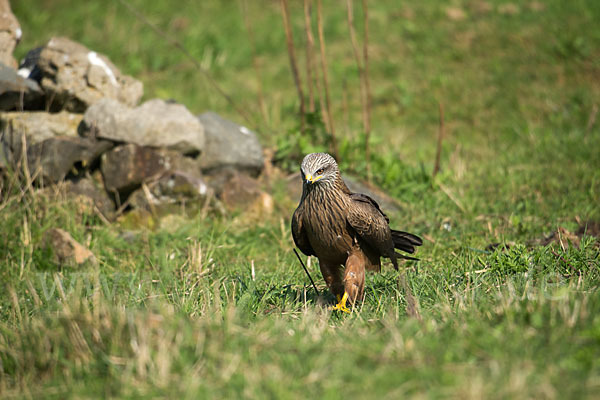 Schwarzmilan (Milvus migrans)