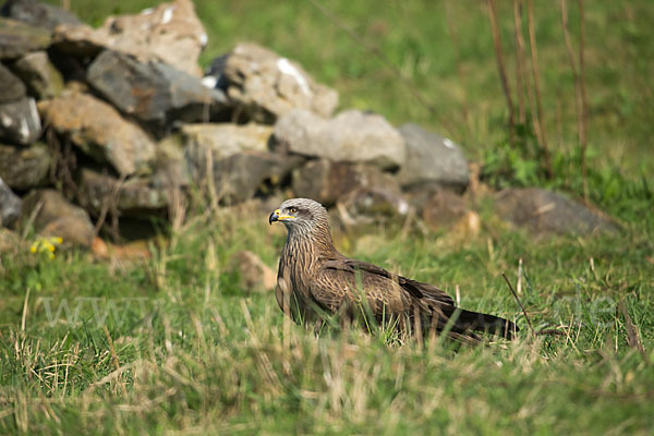 Schwarzmilan (Milvus migrans)