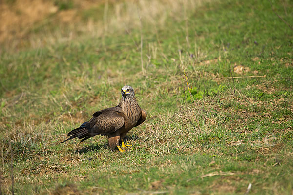 Schwarzmilan (Milvus migrans)