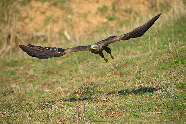 Schwarzmilan (Milvus migrans)