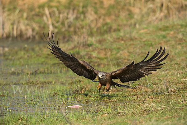 Schwarzmilan (Milvus migrans)