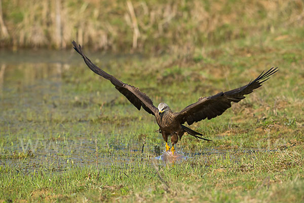 Schwarzmilan (Milvus migrans)