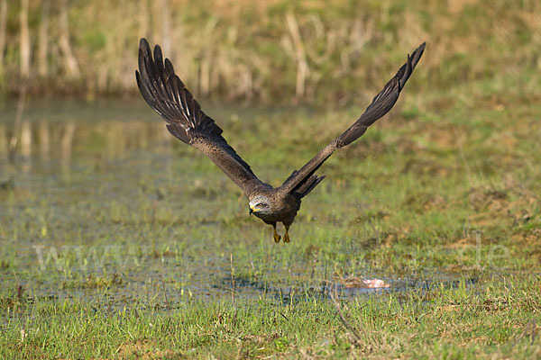 Schwarzmilan (Milvus migrans)