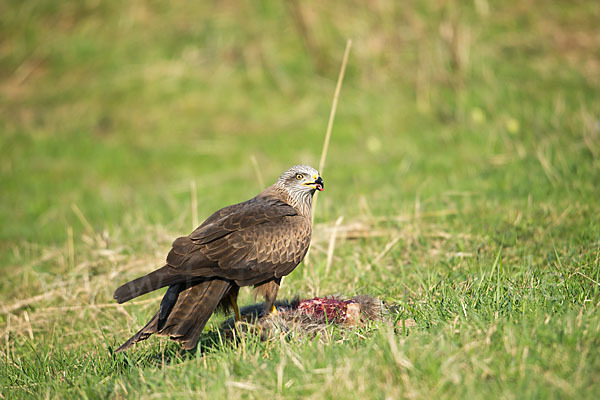 Schwarzmilan (Milvus migrans)