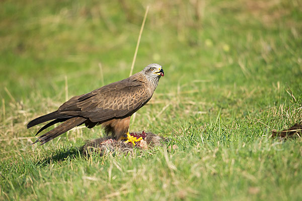 Schwarzmilan (Milvus migrans)