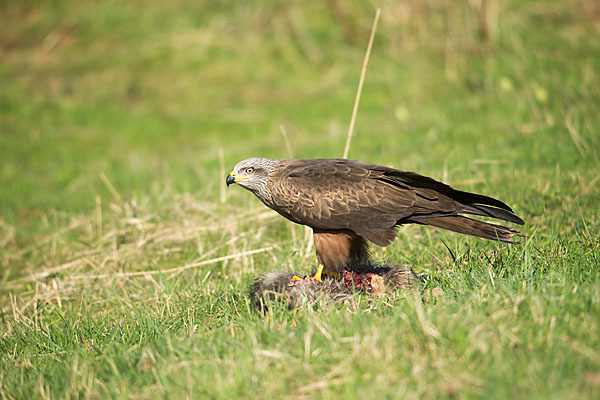 Schwarzmilan (Milvus migrans)