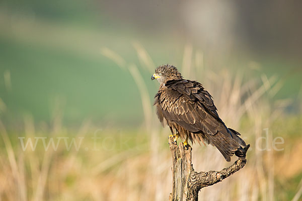 Schwarzmilan (Milvus migrans)