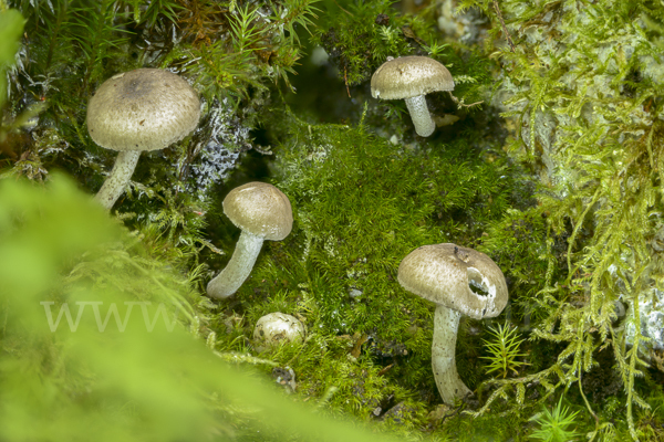 Schwarzpunktierter Schneckling (Hygrophorus pustulatus)