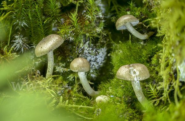 Schwarzpunktierter Schneckling (Hygrophorus pustulatus)